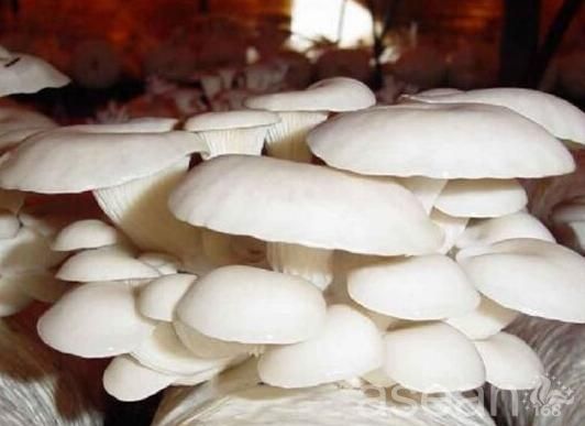 忻州静乐银盘蘑菇